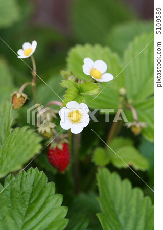 野草莓 野草莓 5109589