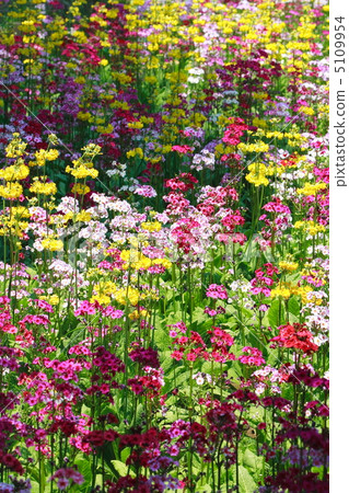 在該字段中的多彩叮噹響 5109954