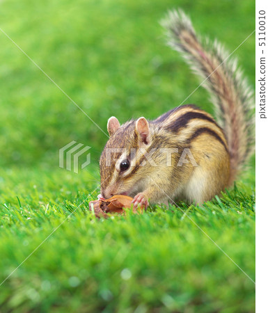 吃核桃的花栗鼠 吃核桃的花栗鼠 5110010
