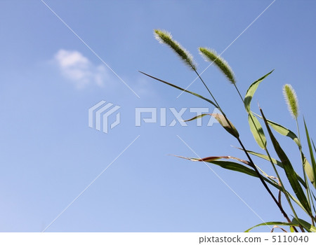 Setaria viridis Setaria viridis 5110040
