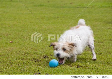 傑克羅素梗犬和球 傑克羅素梗犬和球 5110089