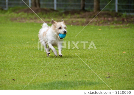 傑克羅素梗犬和球 5110090