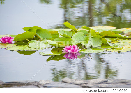 Water lily flowers Water lily flowers 5110091