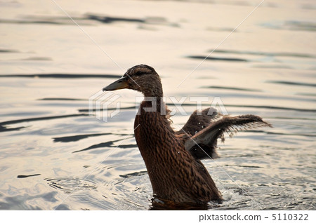 A small wing fluttering with small wings not yet grown 5110322