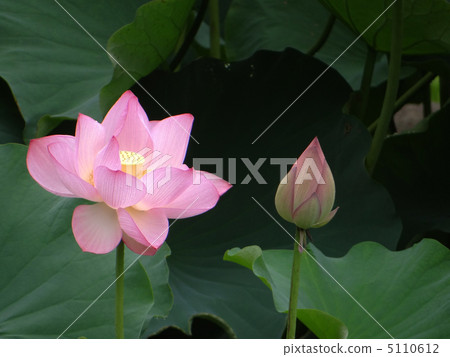Oga蓮花 Oga蓮花 5110612