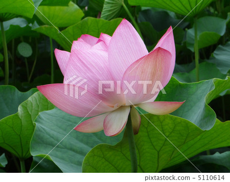 Oga蓮花 5110614
