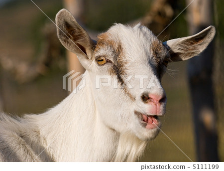portrait of a goat portrait of a goat 5111199