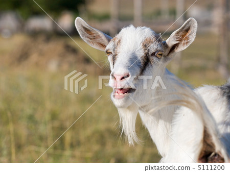 goat goat 5111200