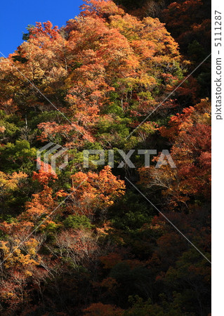 Autumn leaves of a forest Autumn leaves of a forest 5111287