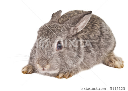 rabbit isolated rabbit isolated 5112123