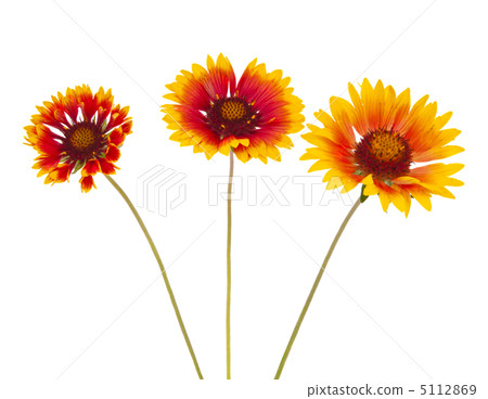 Gaillardia flower Gaillardia flower 5112869