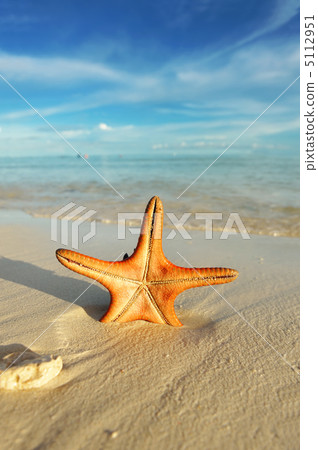 Starfish on a beach 5112951