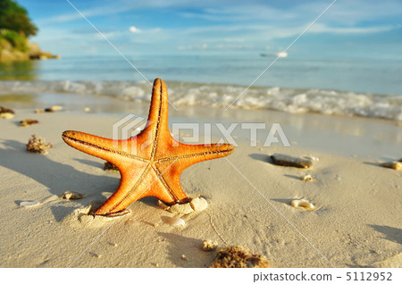 Starfish on a beach 5112952
