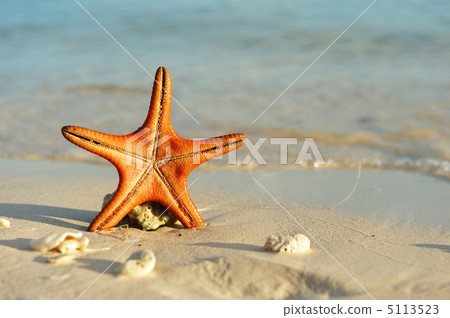 Starfish on a beach 5113523