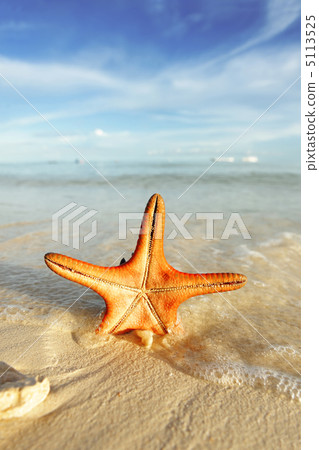 Starfish on a beach 5113525
