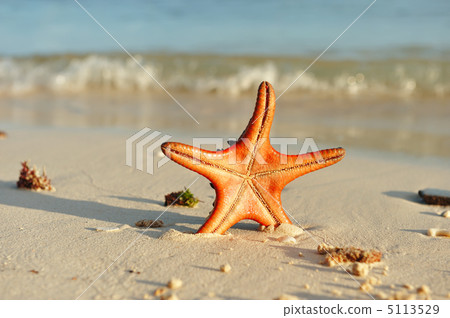 Starfish on a beach 5113529