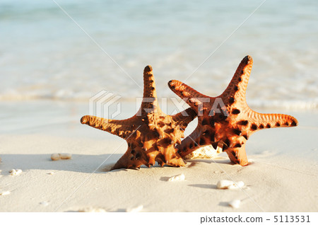 Starfish on a beach 5113531