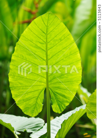 Palm tree leaf background 5113643