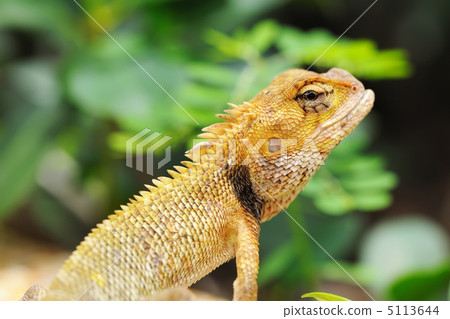 Wild lizard Wild lizard 5113644