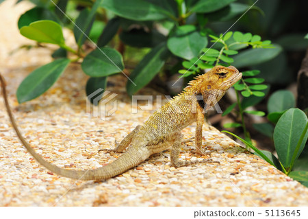 Wild lizard Wild lizard 5113645