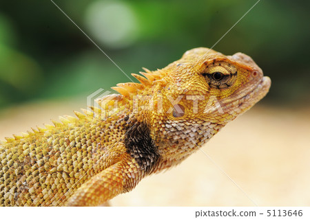 Wild lizard Wild lizard 5113646