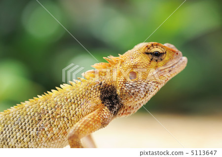 Wild lizard Wild lizard 5113647