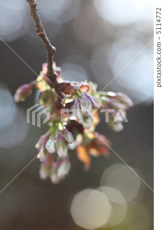 山櫻桃樹的芽 山櫻桃樹的芽 5114772