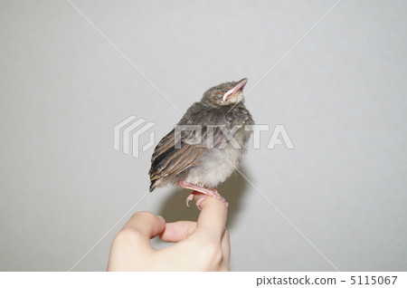 Brown rice chestnut 5115067