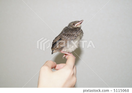 Brown rice chestnut 5115068