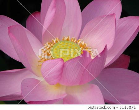 古蓮花_ Gyoda _起來 5115071