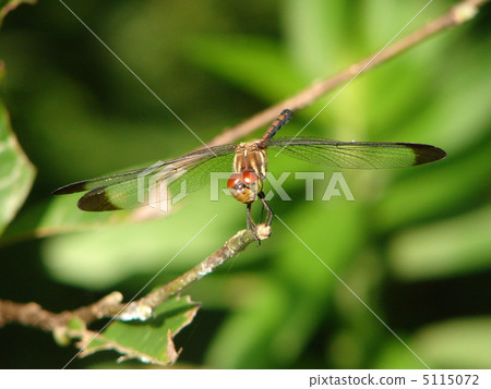 Mugiwararatonbo正面圖 5115072