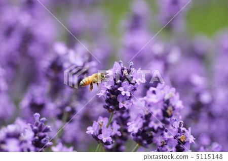 Flowering lavender and honey bee 5115148