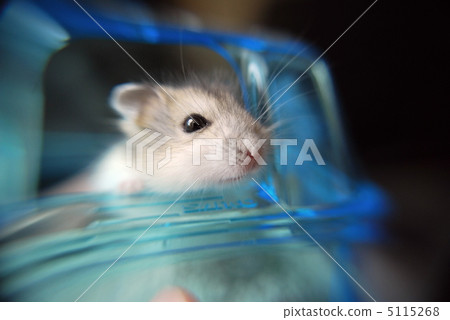 Djangarian hamster Djangarian hamster 5115268