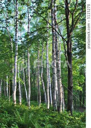 White birch White birch 5115278