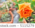 玫瑰	 5115279