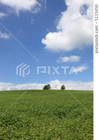 Buckwheat field 5115450
