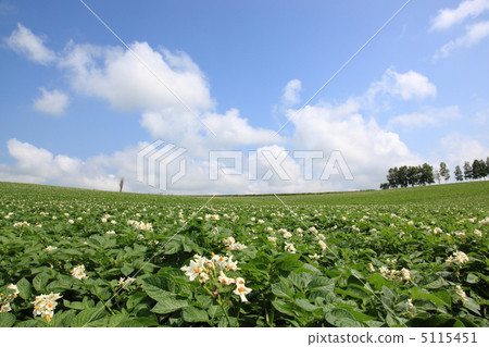 馬鈴薯田 5115451