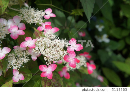 繡球花紅 5115563