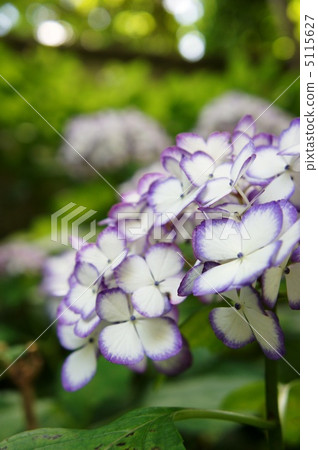 繡球花JapañeMikako 5115627