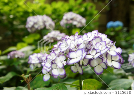 繡球花JapañeMikako 繡球花JapañeMikako 5115628