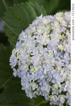 Hydrangea Temariitemari 5115632