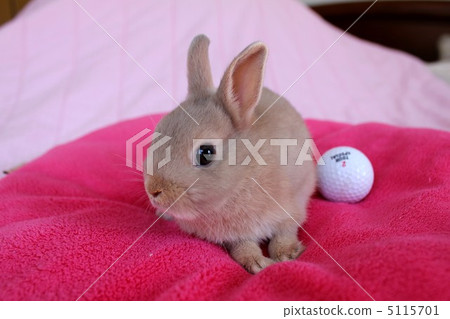 Netherland Dwarf Orange Netherland Dwarf Orange 5115701