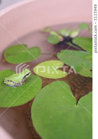 Biotope and Japanese frog Biotope and Japanese frog 5115949