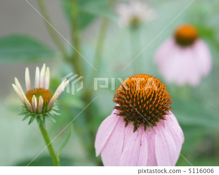 Rudobekia Chrysanthemum head flower 5116006