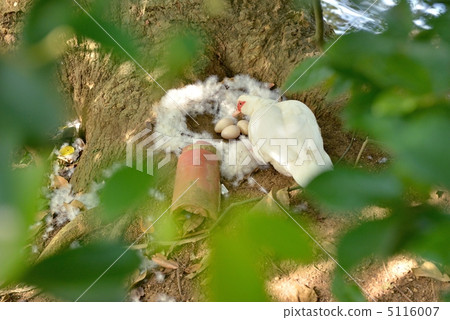 Nesting Nesting 5116007
