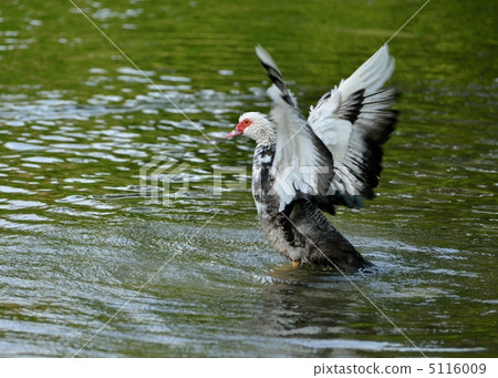 Flapping 5116009