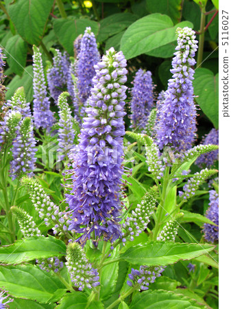 維羅尼卡 5116027