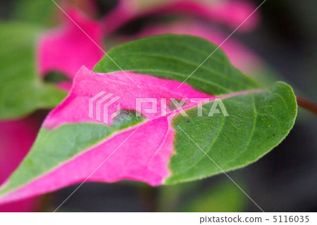 Leaves of Akaba sennichiko Leaves of Akaba sennichiko 5116035