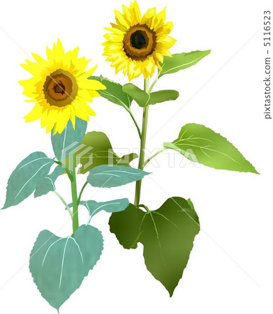 向日葵 5116523