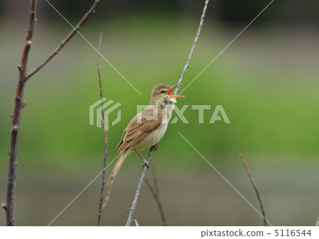 Oyo Yoshikiri 5116544